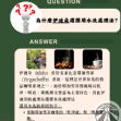 衣索比亞 伊迪朵
